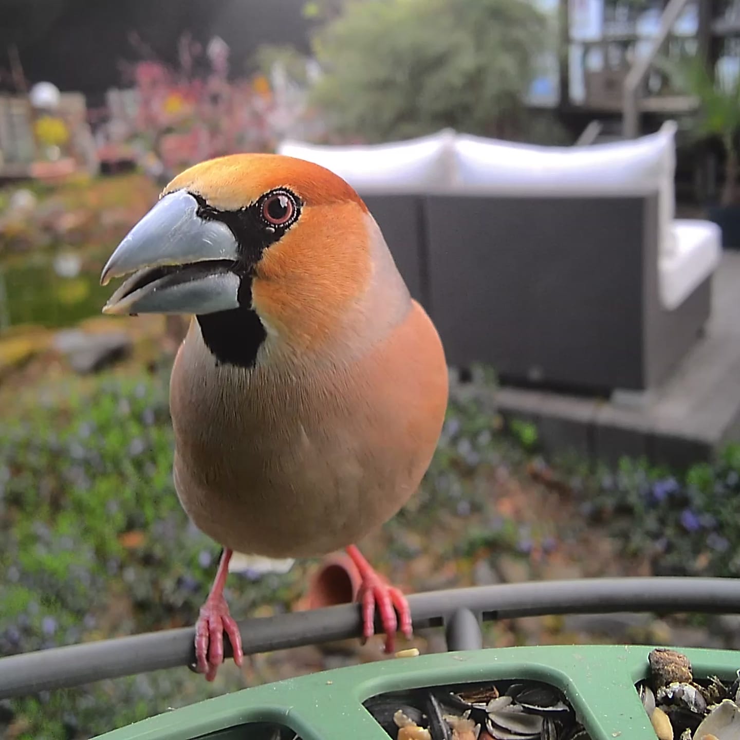 Customer photo review of Birdfy Feeder 2 Pro - Bird Feeder Camera