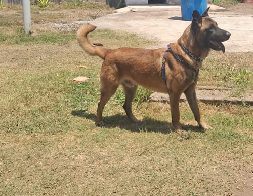 Customer photo review of Pechera: Alebrije