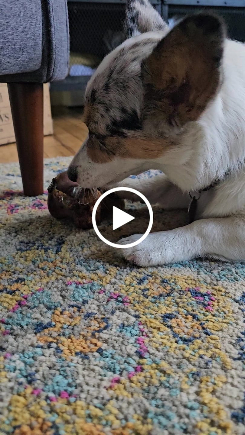 Customer video review of Ostrich Knuckle (Medium – 4" x 3"): The Perfect Chew for Small to Medium Dogs & Sensitive Stomachs