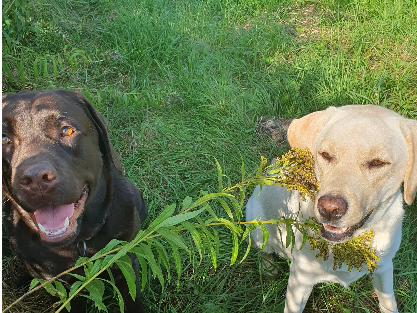 Customer photo review of Active VetDiet Intestinal suņiem