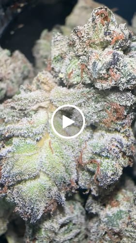 Customer video review of Platinum Lemon Gusher