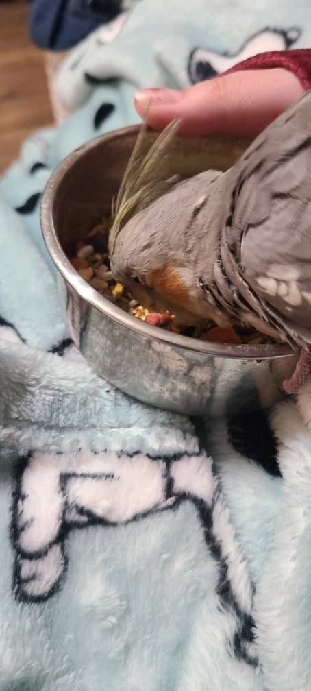 Customer photo review of Bird Bites Freeze Dried Chop - Daily Fruits & Veggies, 4 Flavors to Choose From