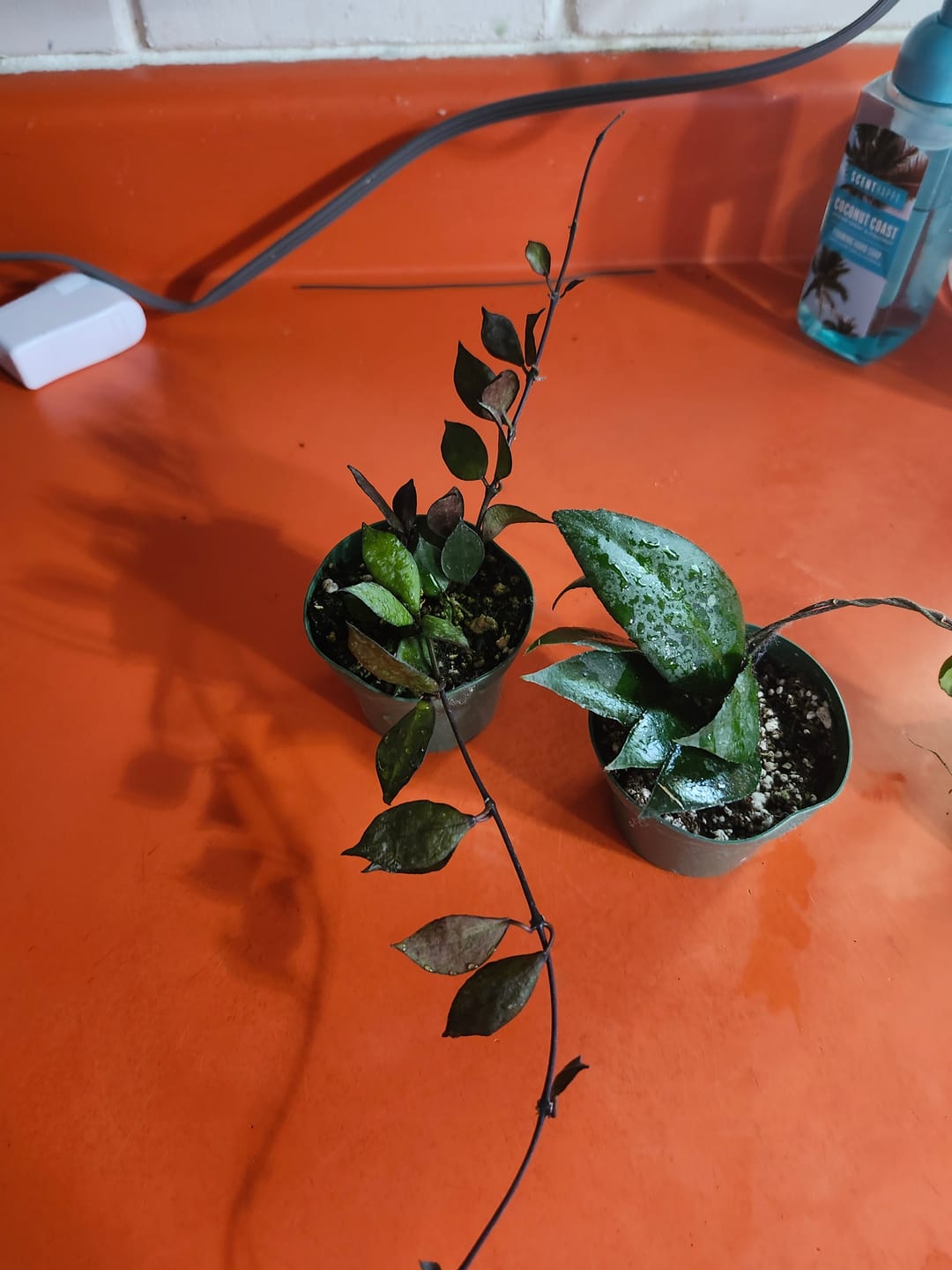 Customer photo review of Hoya krohniana 'Black'