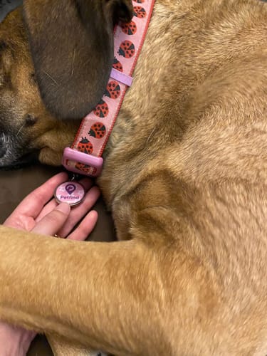 Customer photo review of Placa Rosada