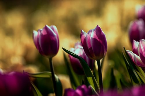 Customer photo review of Mobile Rich and Moody Chroma Collection