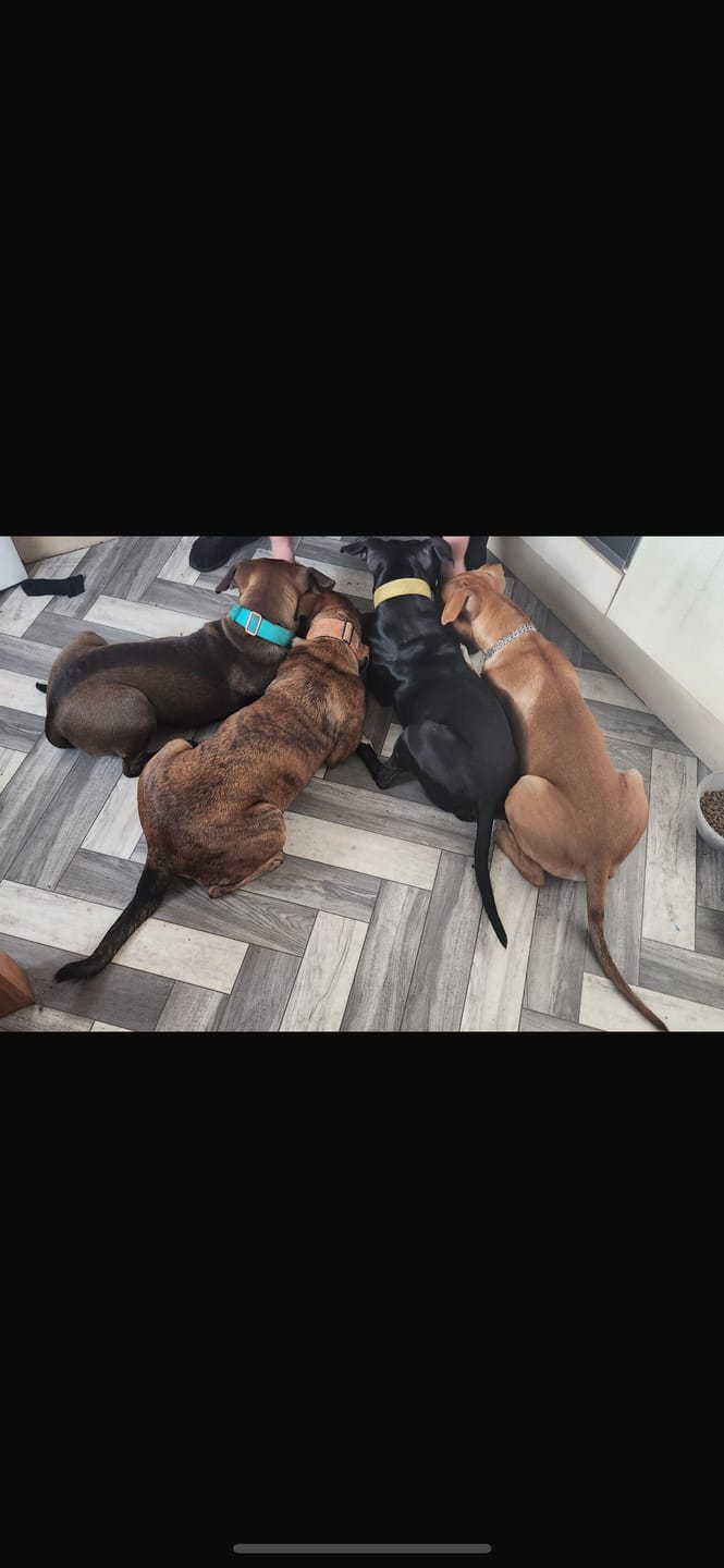 Customer photo review of 4cm LIGHTER Combat® Collar | Handle Rated Clip - Turquoise & Orange