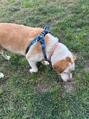 Customer photo review of Pechera: Noche