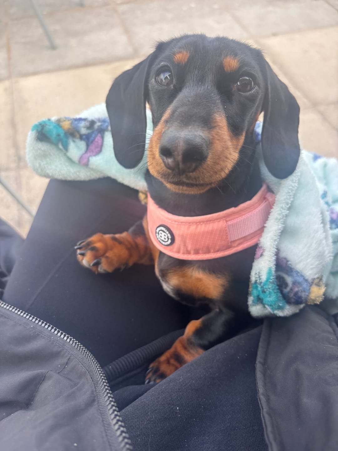 Customer photo review of Boomerang Harness - XS-M Breeds - Pink