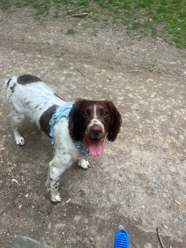 Customer photo review of Disney© Tough Trails™ Harness - 100 Aker Wood