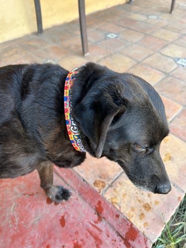 Customer photo review of Collar personalizado para Mascota: Alebrije