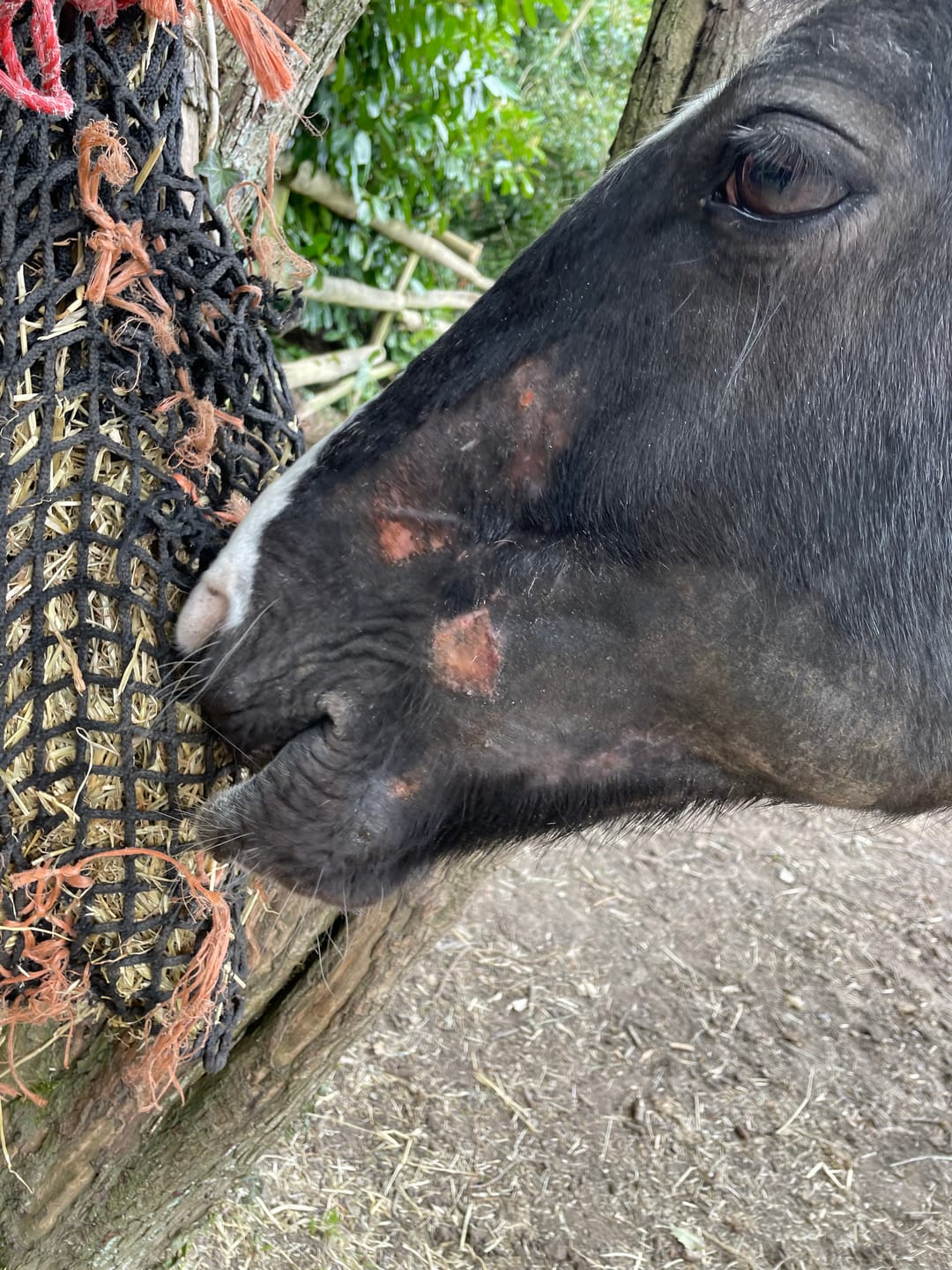 Customer photo review of Horse Skin Rescue Bundle