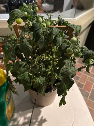 undefined review of Flora Pod™ - Earth's Smartest Plant Monitor image 1 out of 1