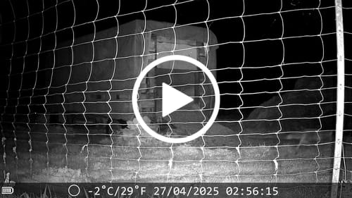 Customer video review of 48 Megapixel Wildkamera mit exzellenter Nachtsicht