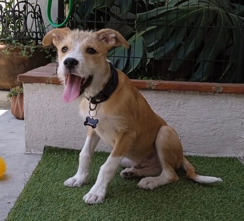 Customer photo review of Placa: Liso