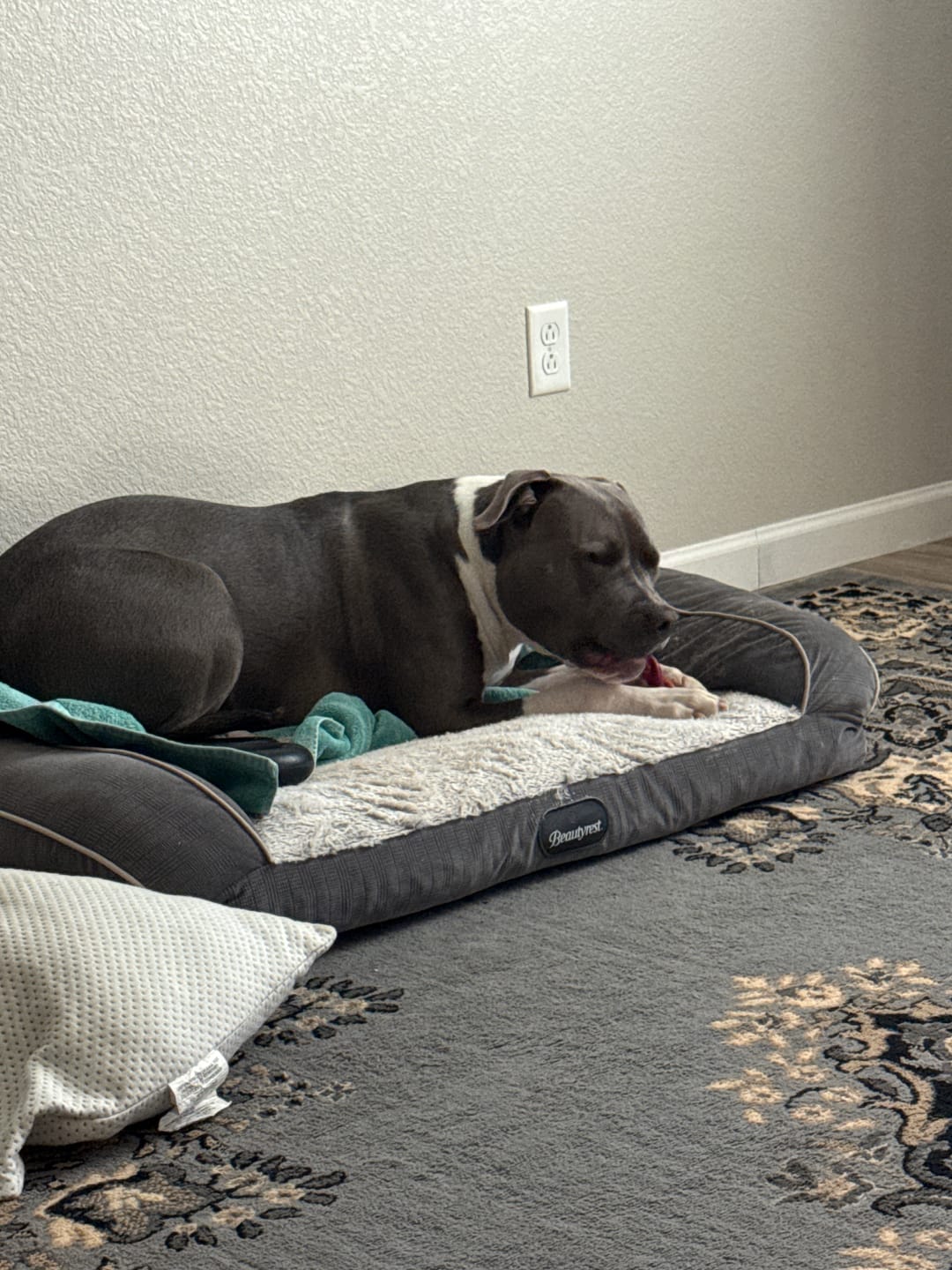 Customer photo review of 6 Inch Thick Braided Bully Stick