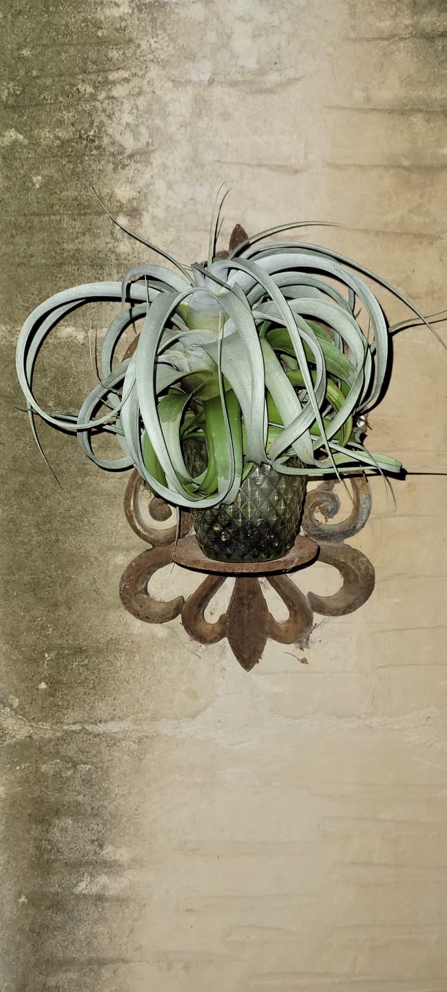 Customer photo review of Tillandsia xerographica