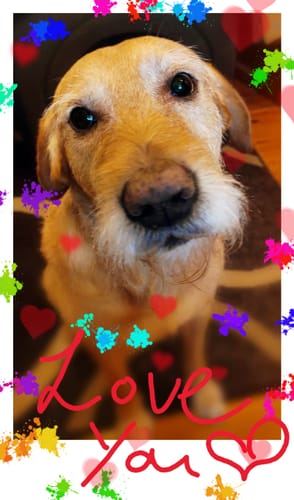 Customer photo review of Lucky Belly