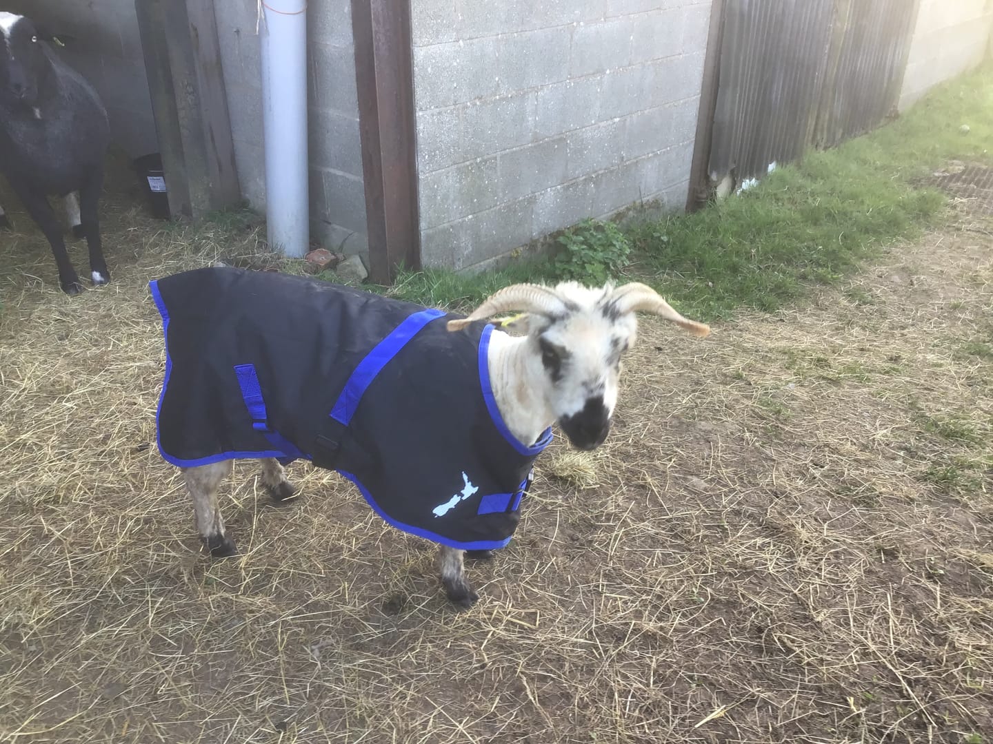 Customer photo review of Sheep Coat | Waterproof