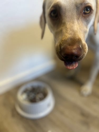 Customer photo review of Frischfutter für Energiebedarf von 1402 kCal/Tag