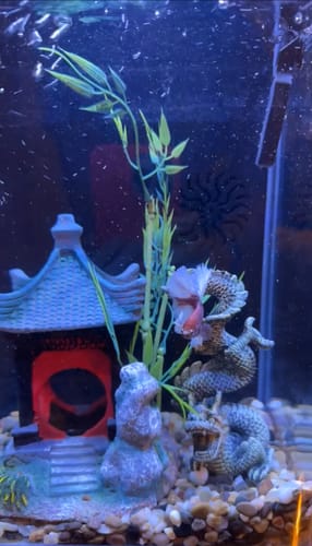 Customer photo review of Dumbo Lavender Halfmoon Male Betta Fish