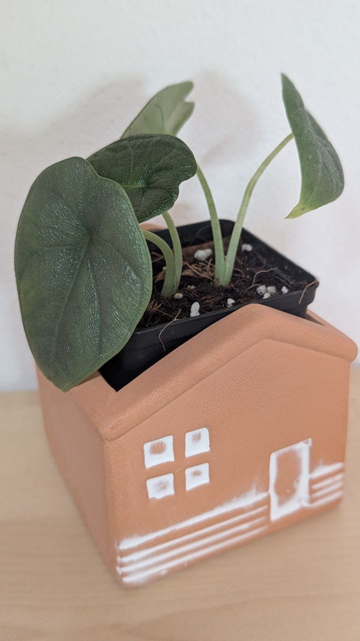Customer photo review of ALOCASIA MELO