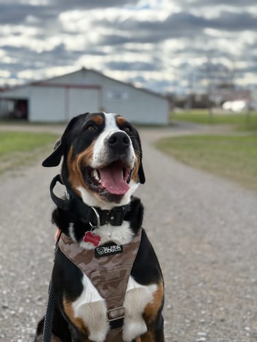 Customer photo review of Terrain Dog Airtag Harness - Desert Camo