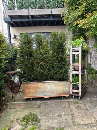 Customer photo review of Reclaimed Galvanised Trough Planter /  Raised Bed Plant Tree Shrub Herb Pot DD
