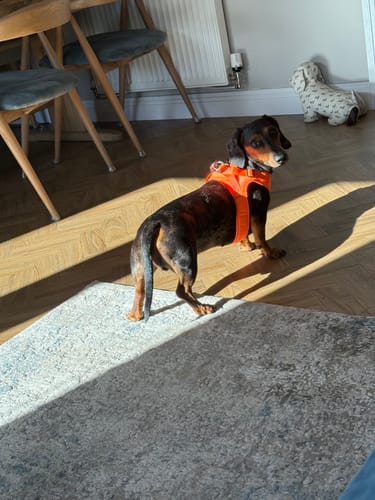 Emily L. review of Boomerang Harness - XS-M Breeds - Orange image 1 out of 1