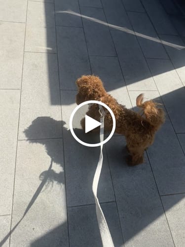 Customer video review of Marshmallow┃Bouclé Adjustable Harness
