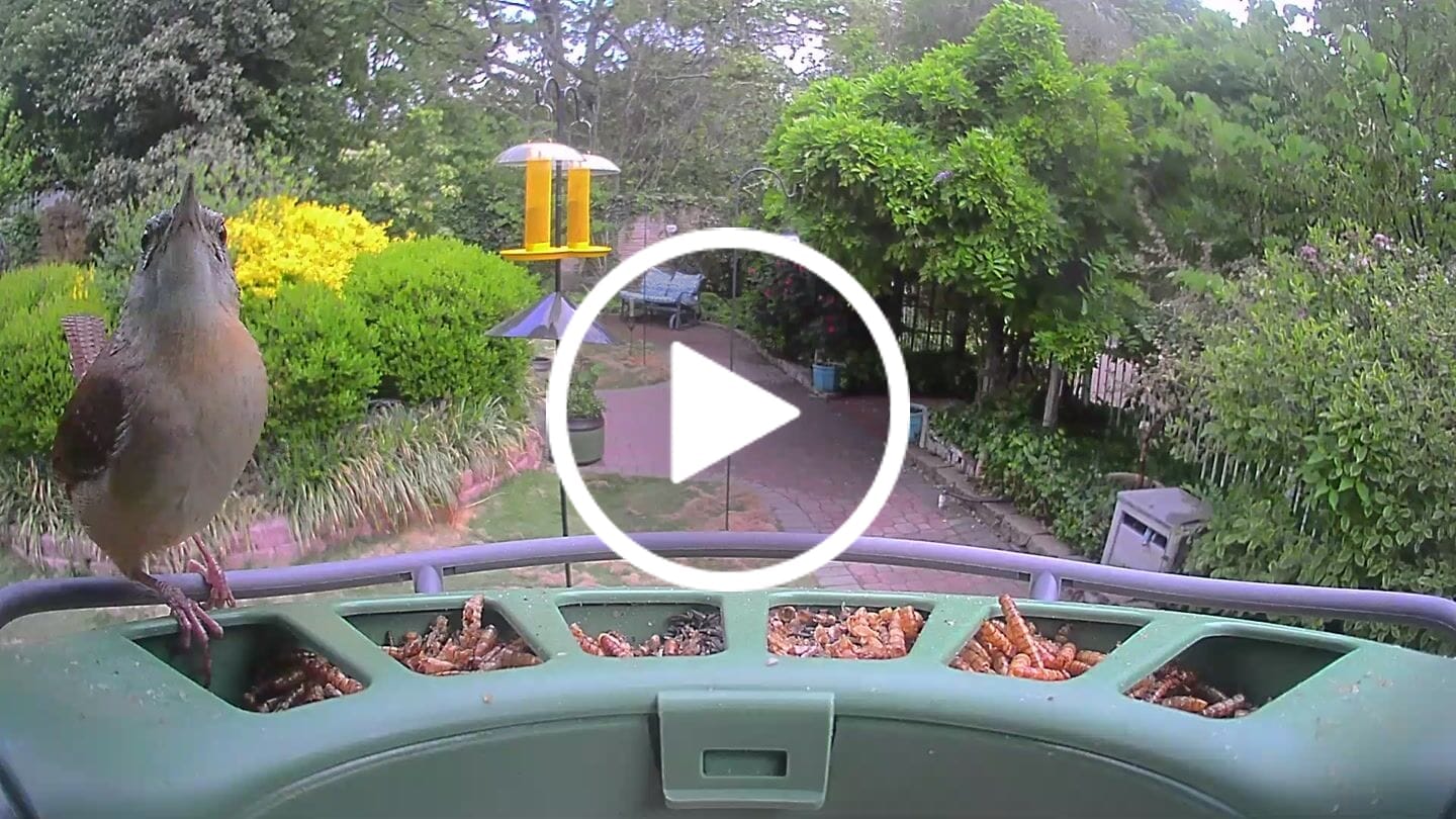 Customer video review of Birdfy Feeder 2 Pro - Bird Feeder Camera