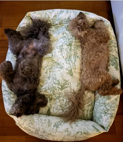 Customer photo review of Divanetto Panama Premium Toile de Jouy Verde Salvia