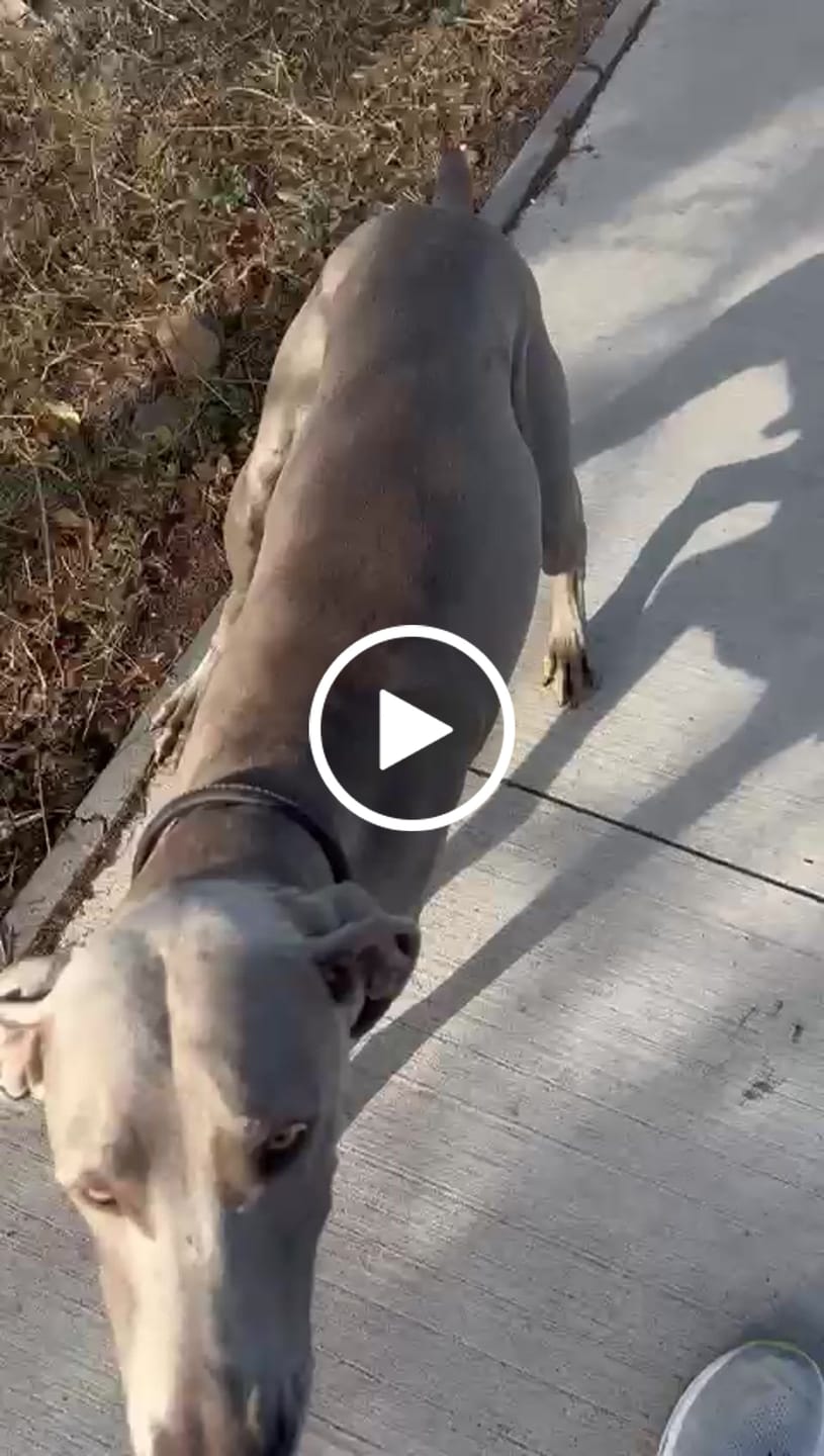 Customer video review of HPM Virbac Dog Senior Large & Medium 12kg