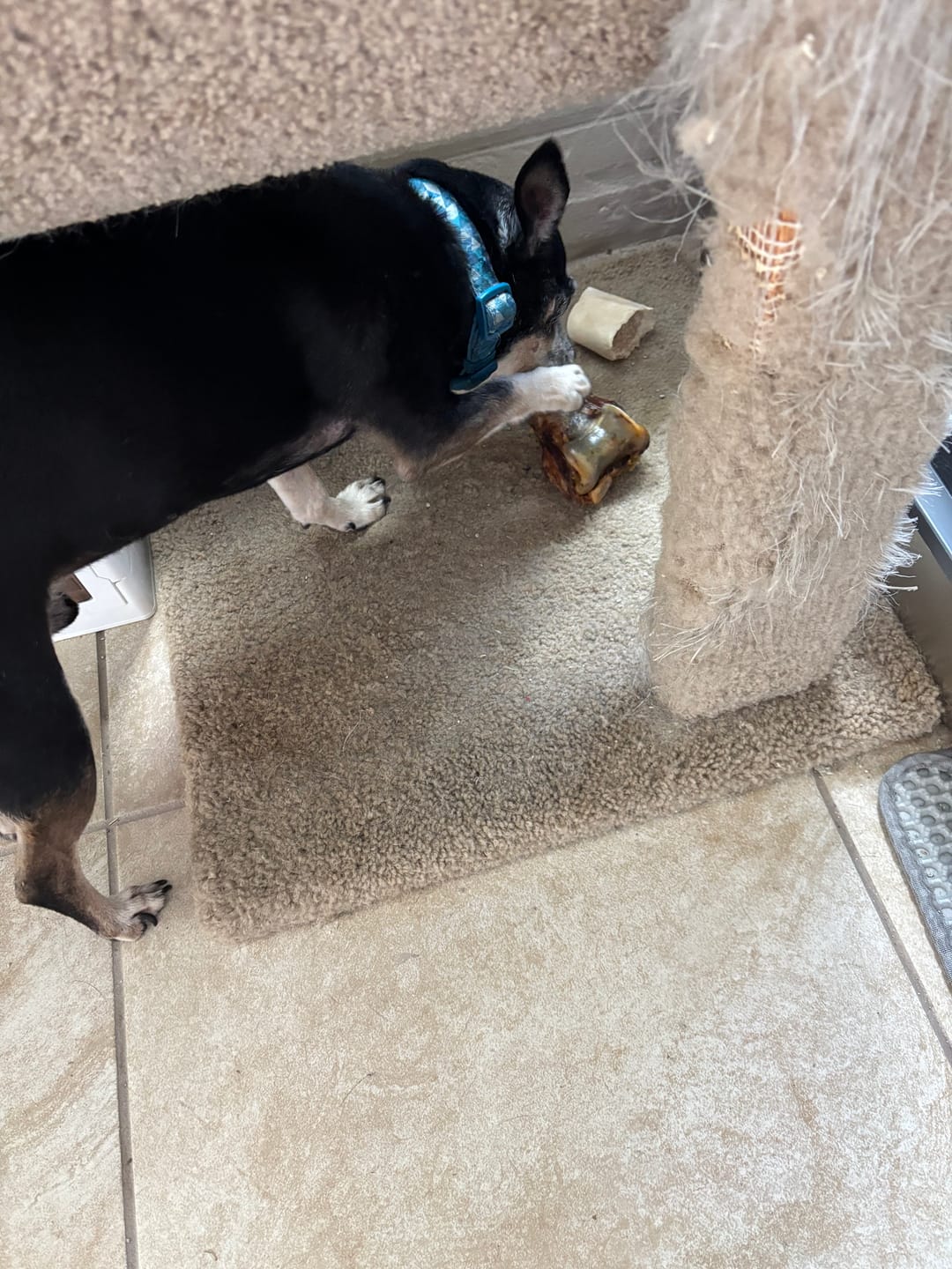 Customer photo review of Ostrich Knuckle (Medium – 4" x 3"): The Perfect Chew for Small to Medium Dogs & Sensitive Stomachs