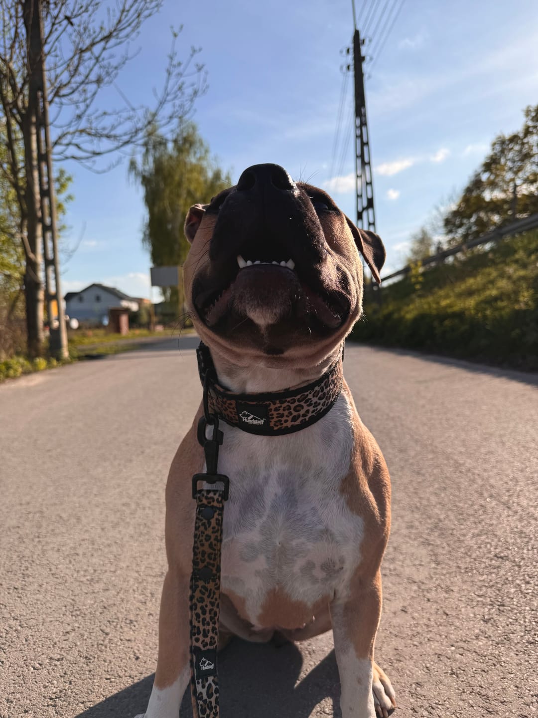 Customer photo review of Smycz nylonowa Walk Leash Leopard
