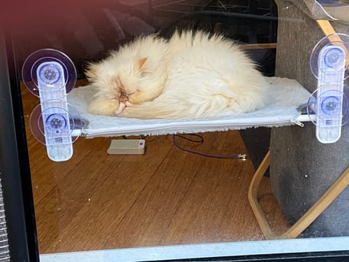 Customer photo review of Foldable Cat Window Hammock with Strong Suction Cups