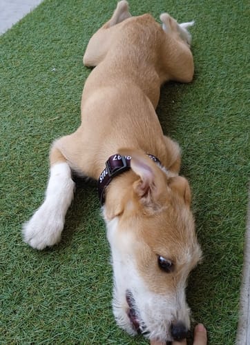 Customer photo review of Collar personalizado para Mascota: Liso