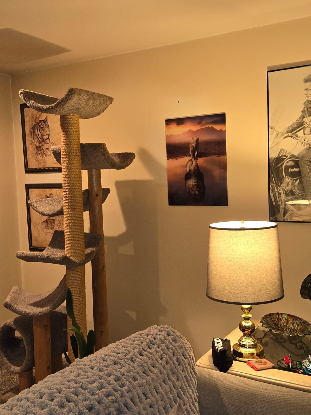 Customer photo review of Lion Reflection
