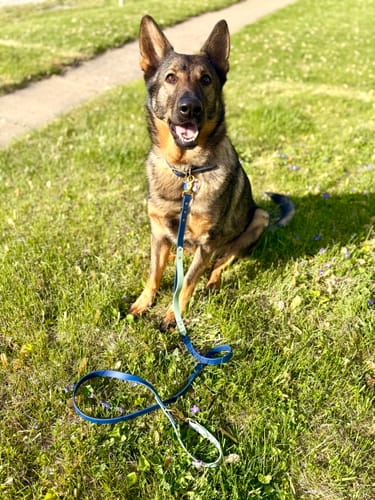 Customer photo review of Midnight - Classic Biothane Dog Collar