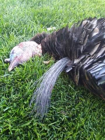 Customer photo review of OptiVue 360° Ultra-HD See-Through Hunting Blind with 90° Full-Access Door