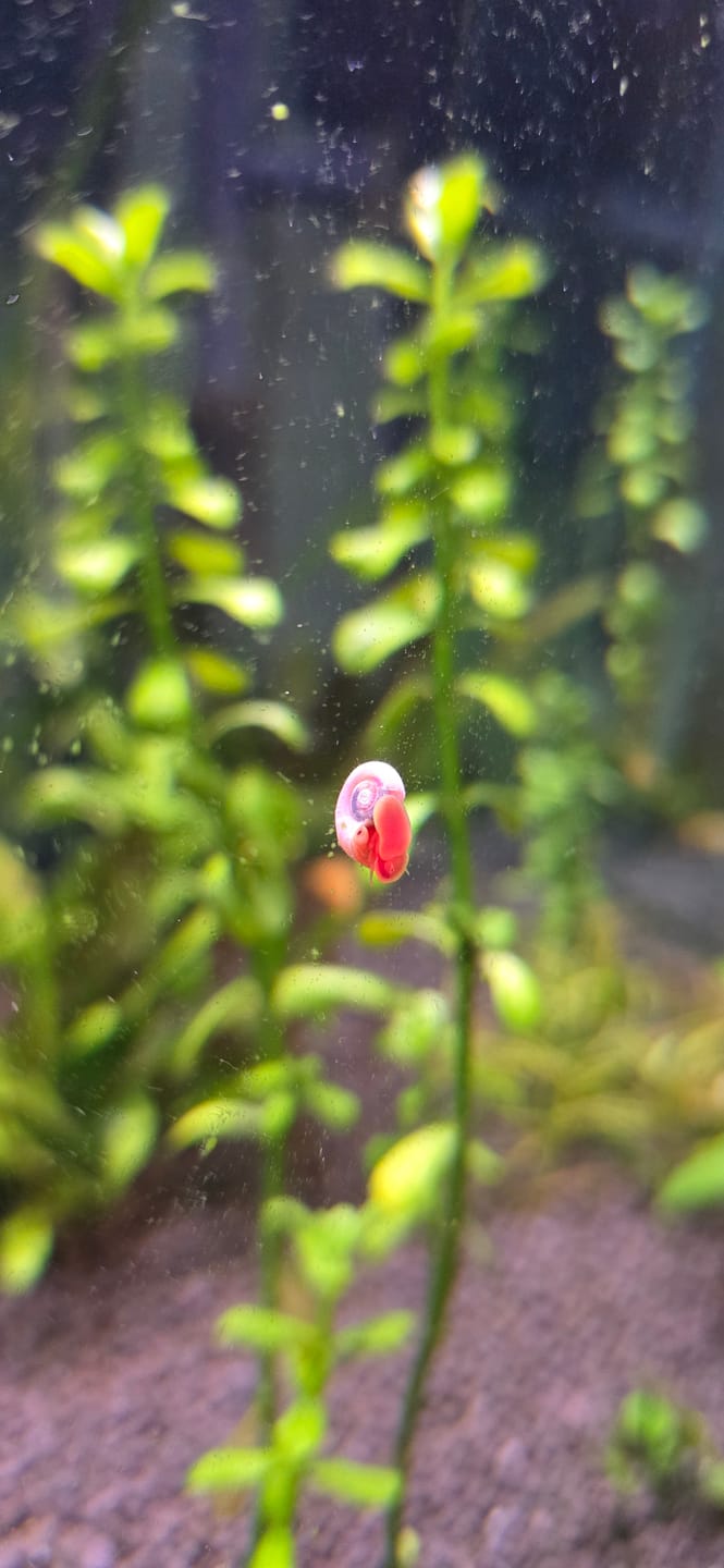 Customer photo review of RAMSHORN SNAILS (ASSORTED BLUE, PINK,GREY,GOLD)