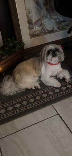 Customer photo review of FurLife™ 12 Months Flea and Tick Free