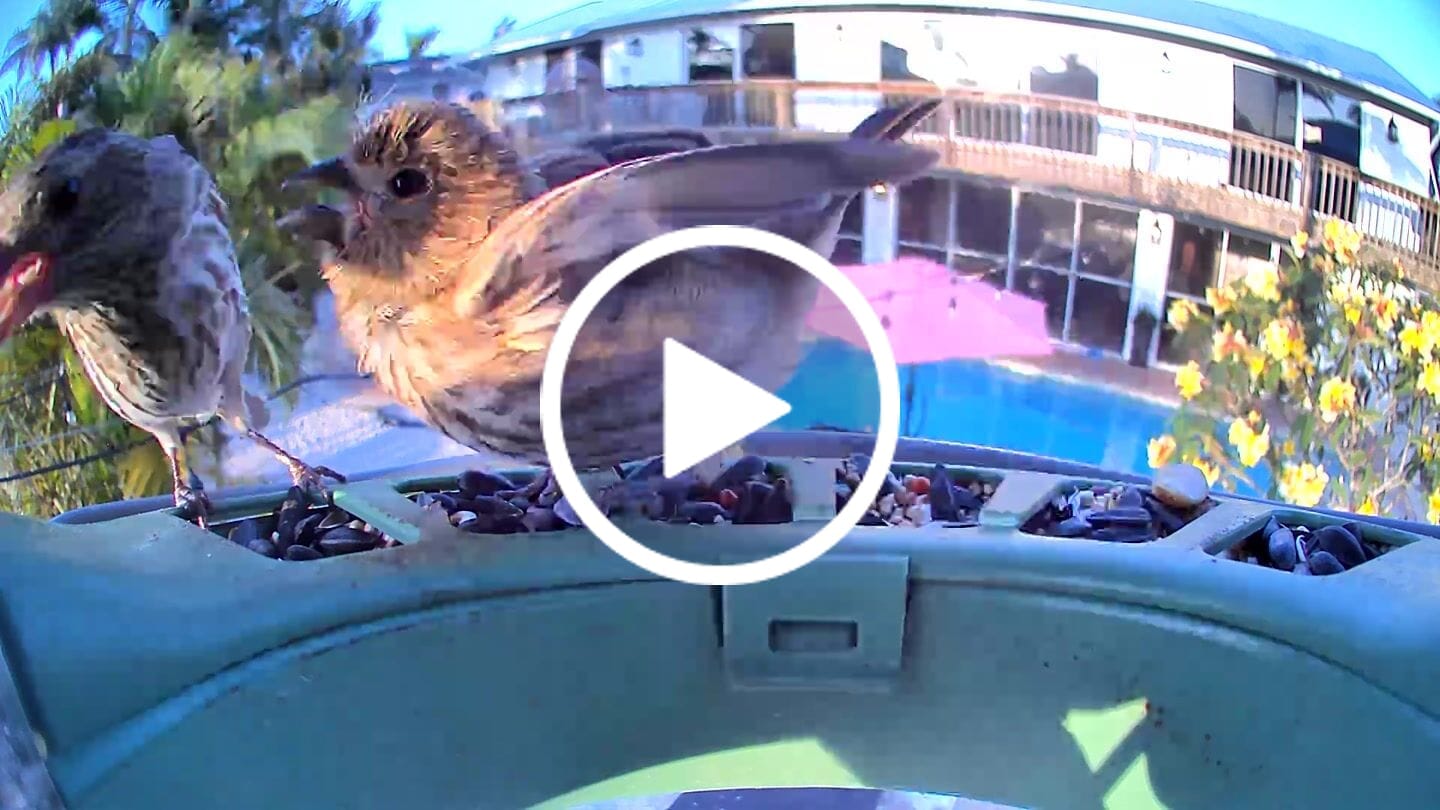 Customer video review of Birdfy Feeder 2 - Smart Bird Feeder