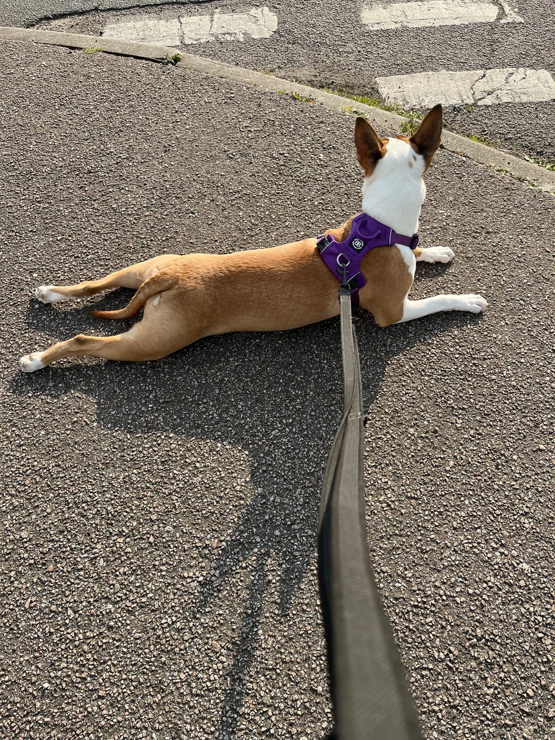 Customer photo review of Air Harness | Anti-Pull & With Handle - Purple