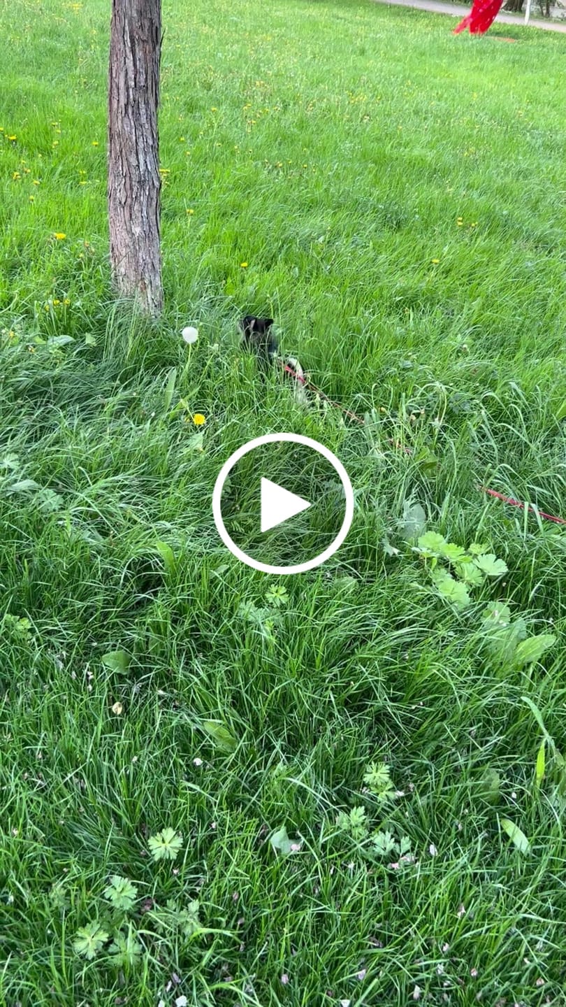 Customer video review of DNA Test Rassebestimmung Pro Hund