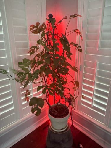Customer photo review of LITE TOWER - MODERN STYLED LED CORNER LAMP