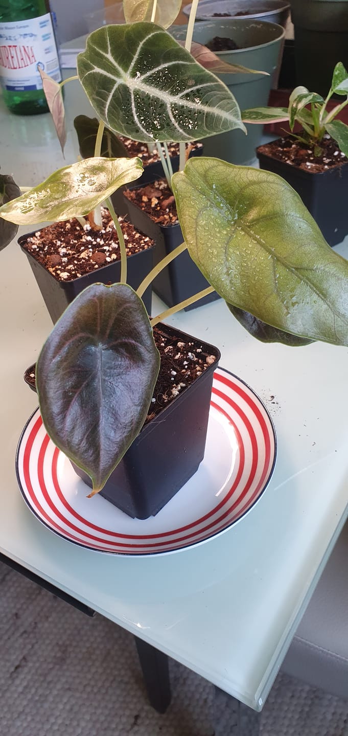 Customer photo review of ALOCASIA CUPREA RED SECRET