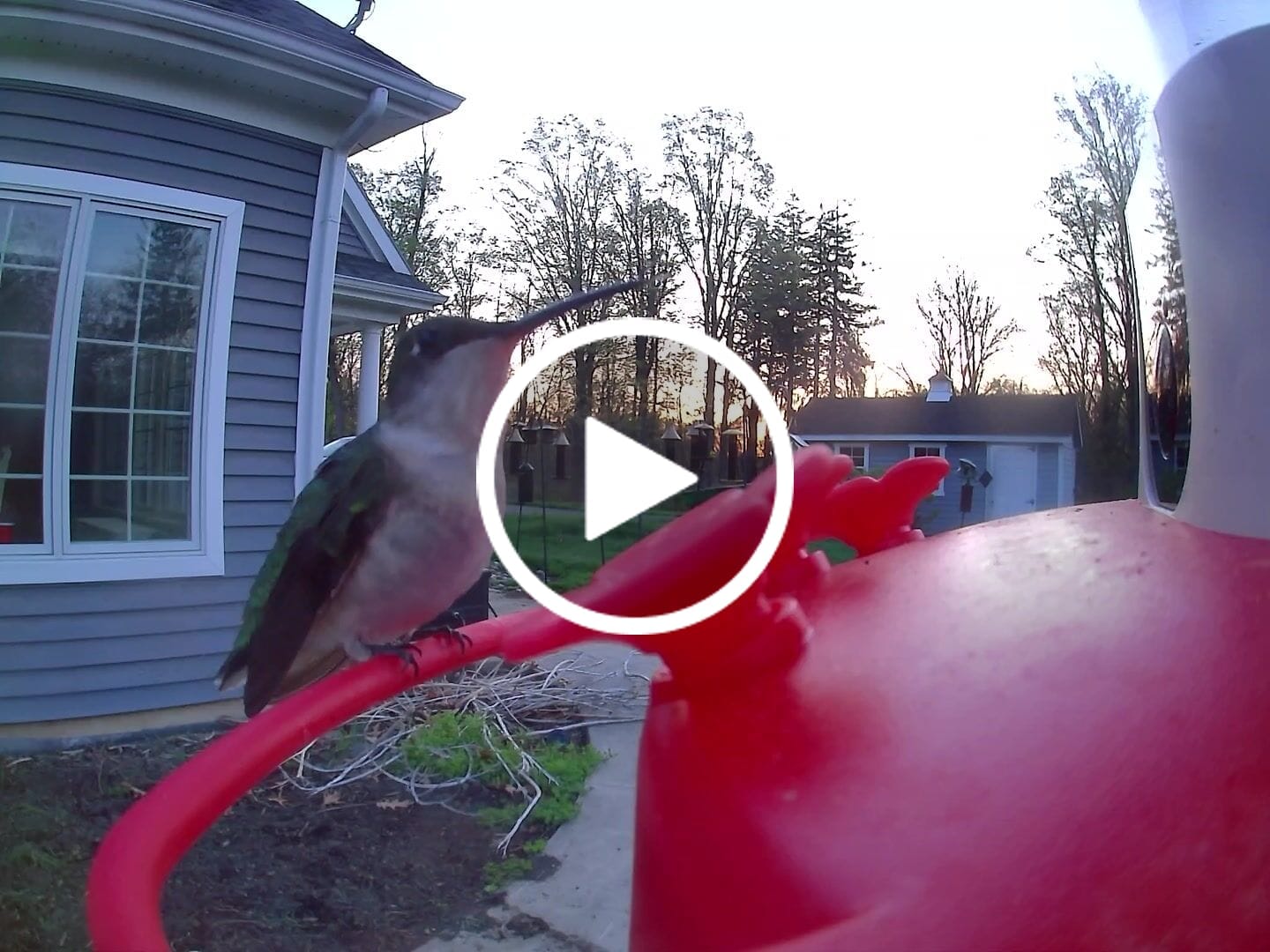 Customer video review of Birdfy Hum Feeder Duo - Hummingbird Feeder with Dual Camera