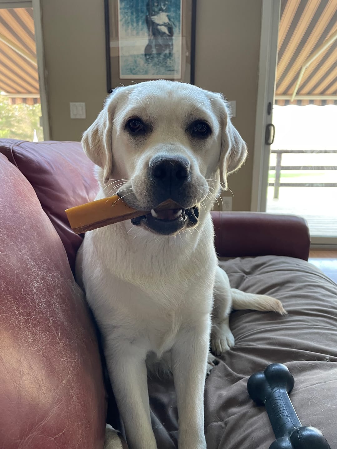 Customer photo review of Mint Yak Chews One Size Fits All