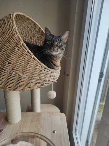 Customer photo review of Arbre à Chat - Tour Tigrée