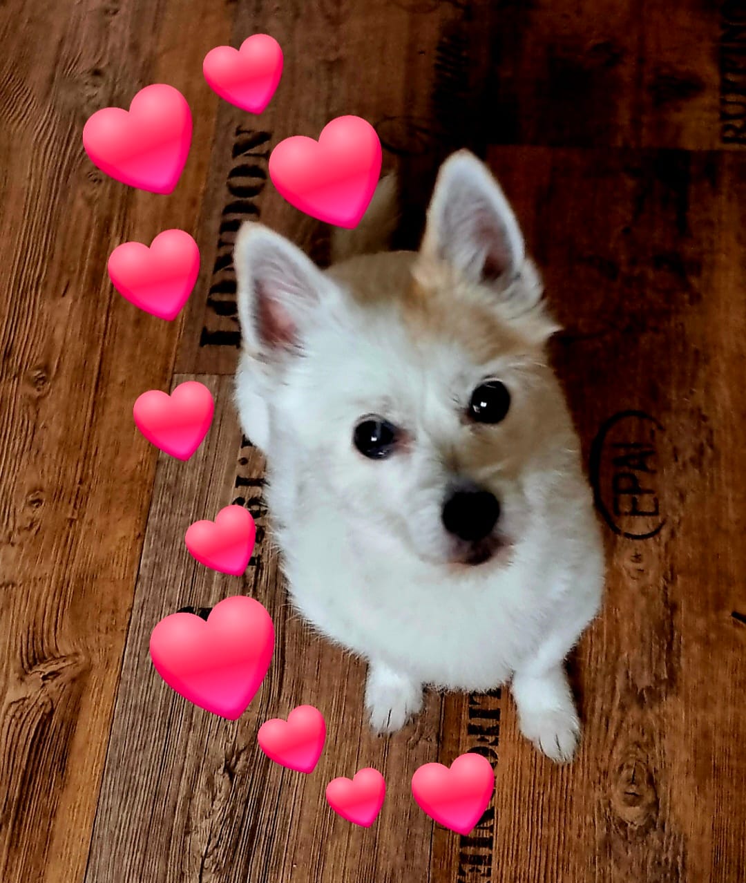 Customer photo review of Personalisiertes Hundekissen